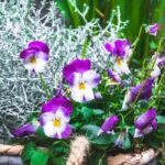 Create a beautiful winter planter: 3 colourful ideas
