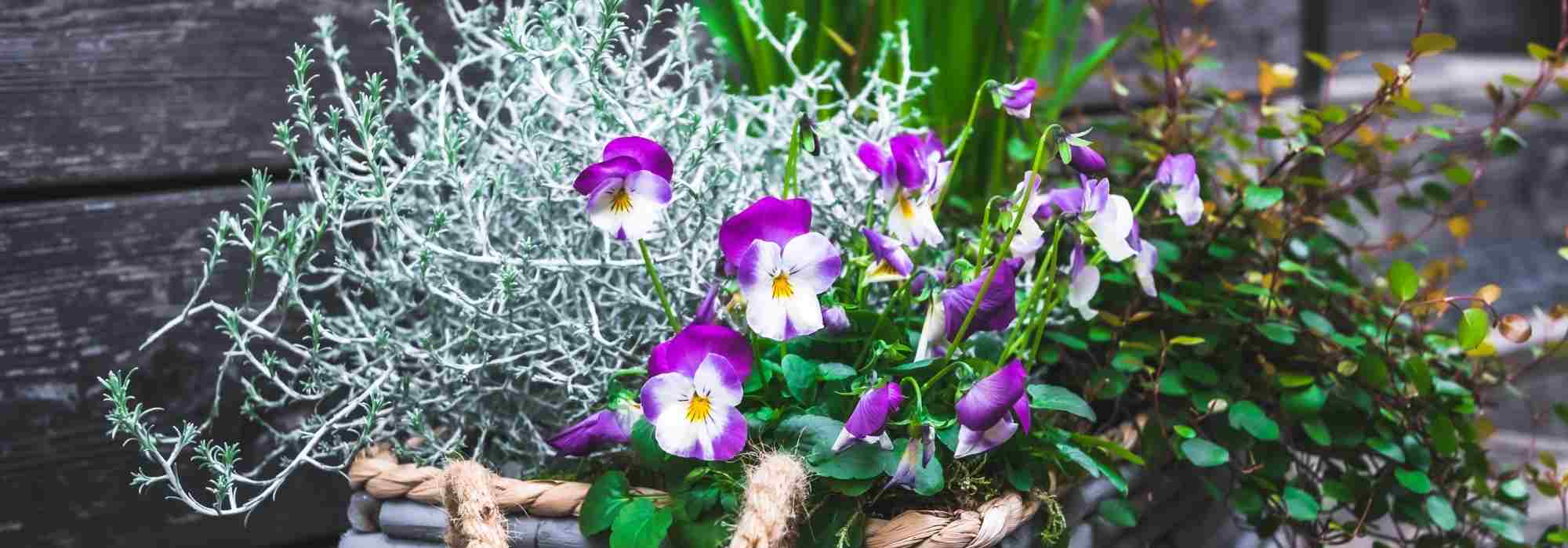 Create a beautiful winter planter: 3 colourful ideas
