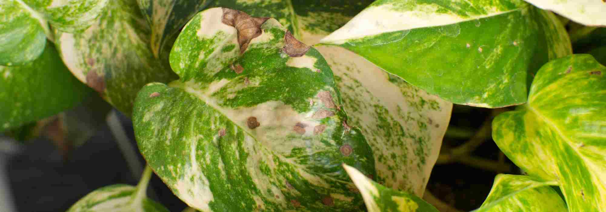 Diseases and pests of Pothos