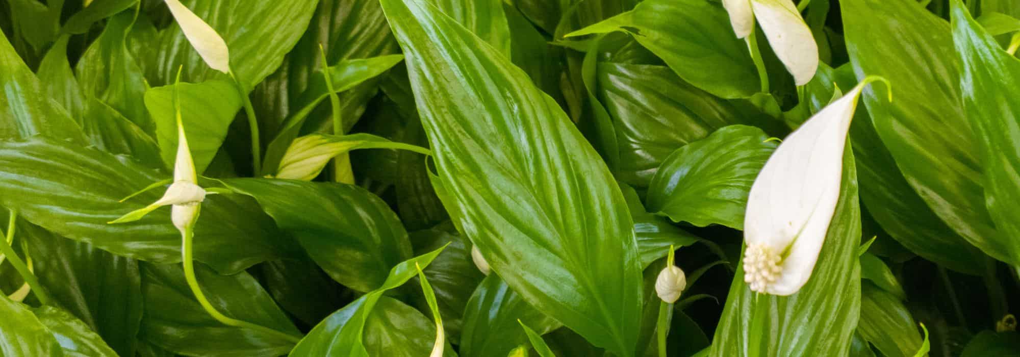 neon heart leaf philodendron Philodendron Hederaceum Lemon Lime Heartleaf – Okanoka main image 0