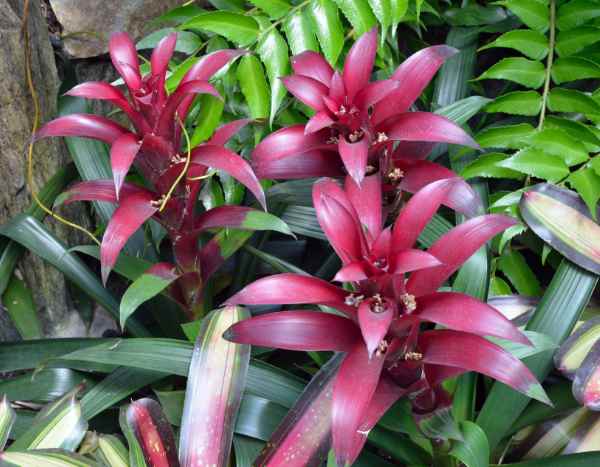 How to propagate Guzmania at home?