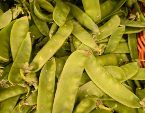 Sweet pea sowing: when and how to sow?