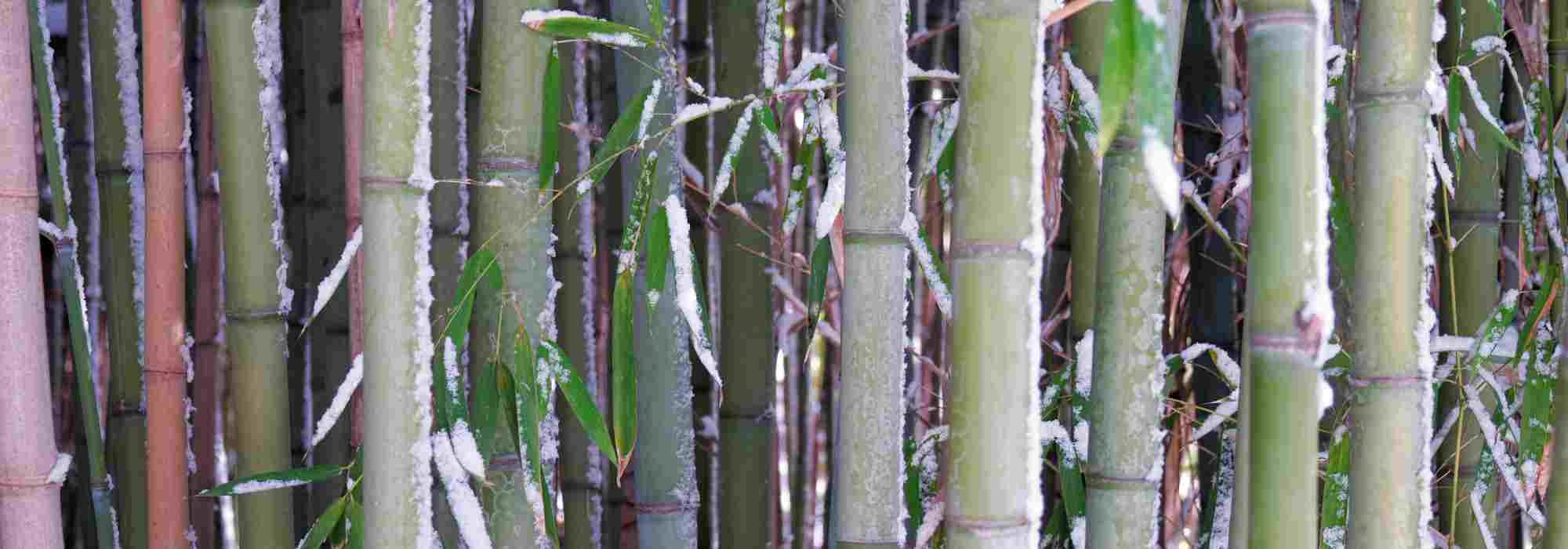 Protecting bamboo in winter: solutions against snow and frost