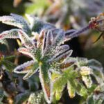 Tender plants: where to place them to protect them effectively from the cold?