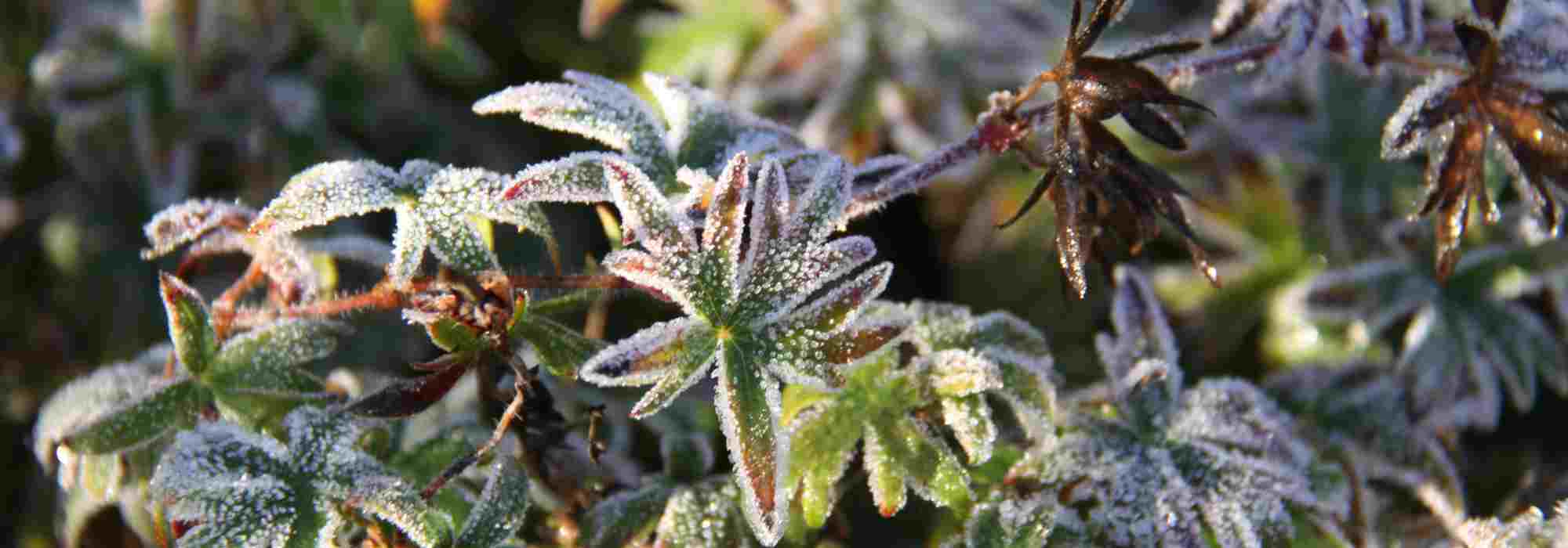 Tender plants: where to place them to protect them effectively from the cold?