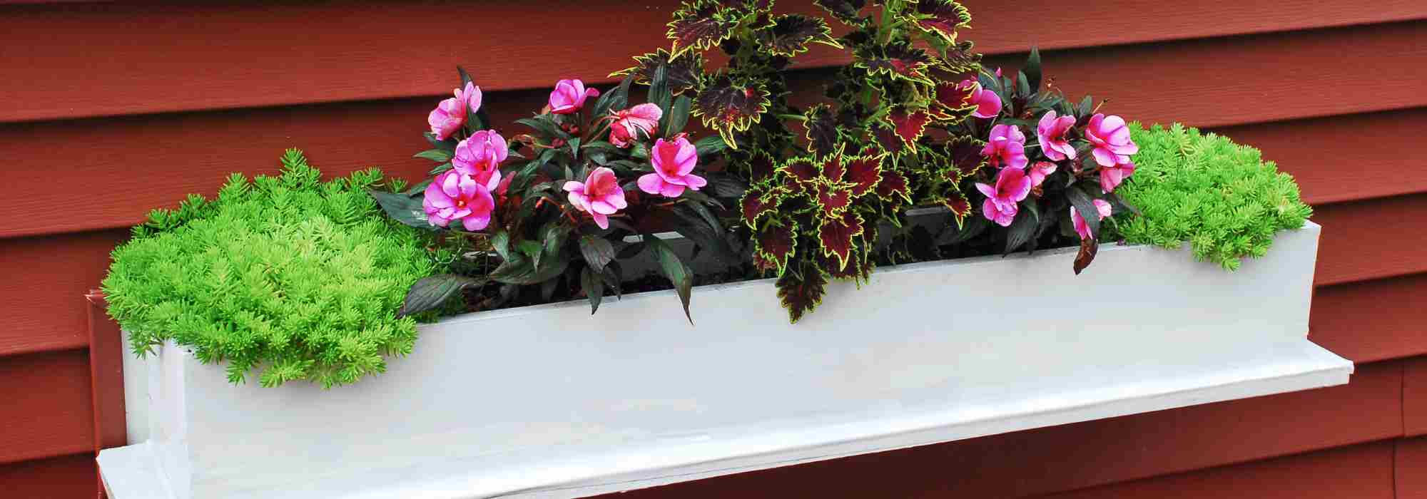 Ideal plants for a narrow planter: our best options