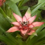 How to repot a Guzmania with minimal stress?