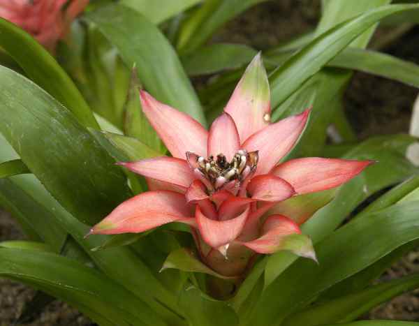 How to repot a Guzmania with minimal stress?