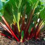 How to plant rhubarb?