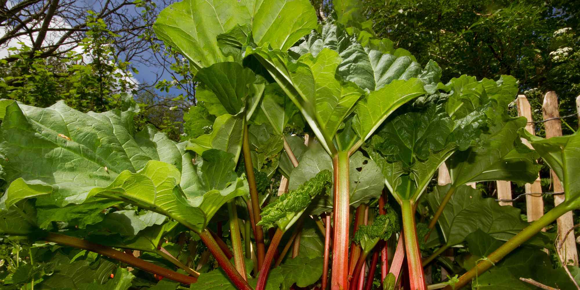 How to choose a rhubarb plant for your garden?