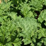 Forcing rhubarb : why? How?