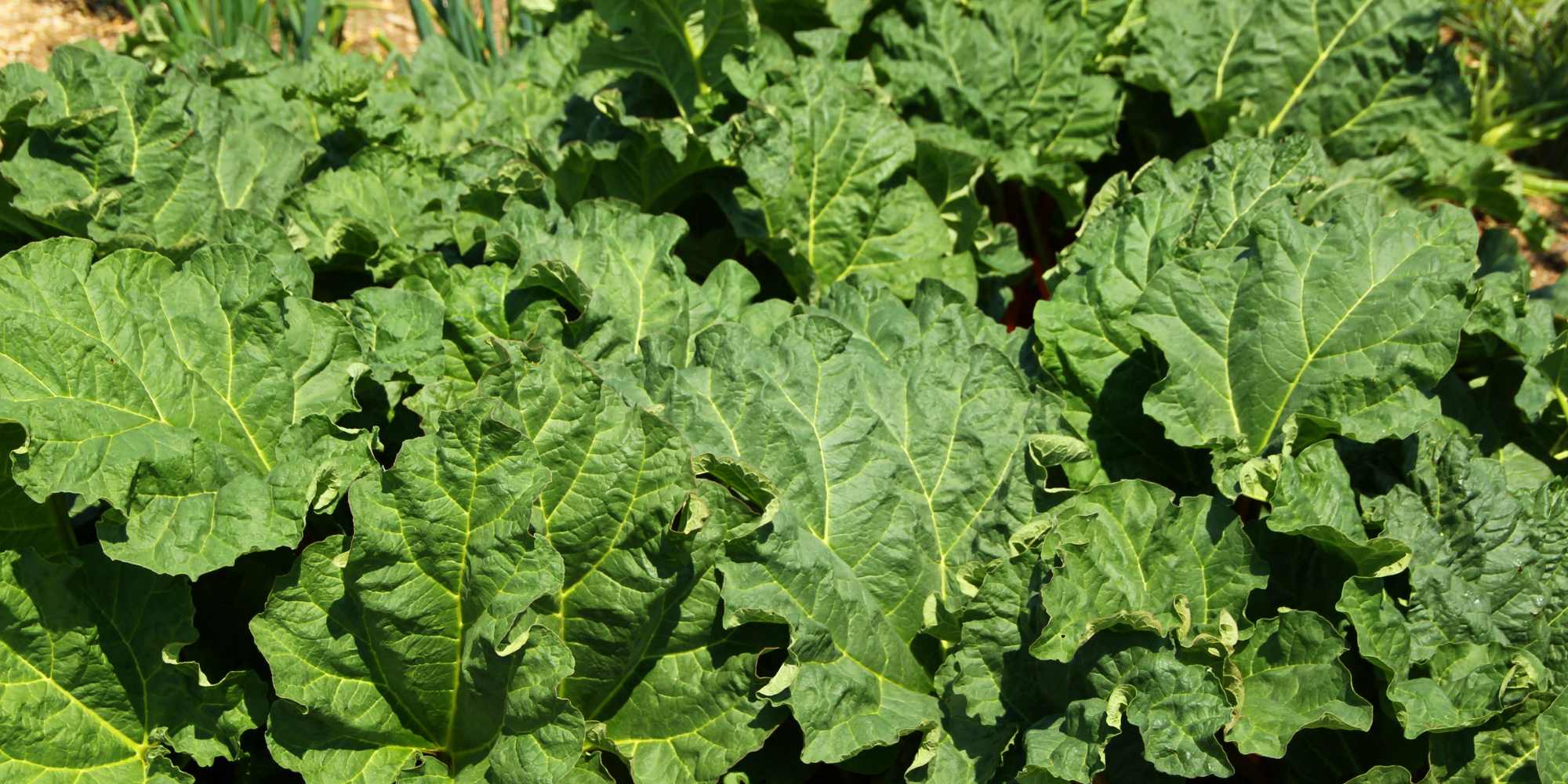 Forcing rhubarb : why? How?