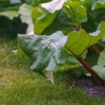 Why and how to protect rhubarb in winter?