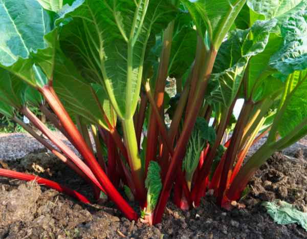 How to plant rhubarb?