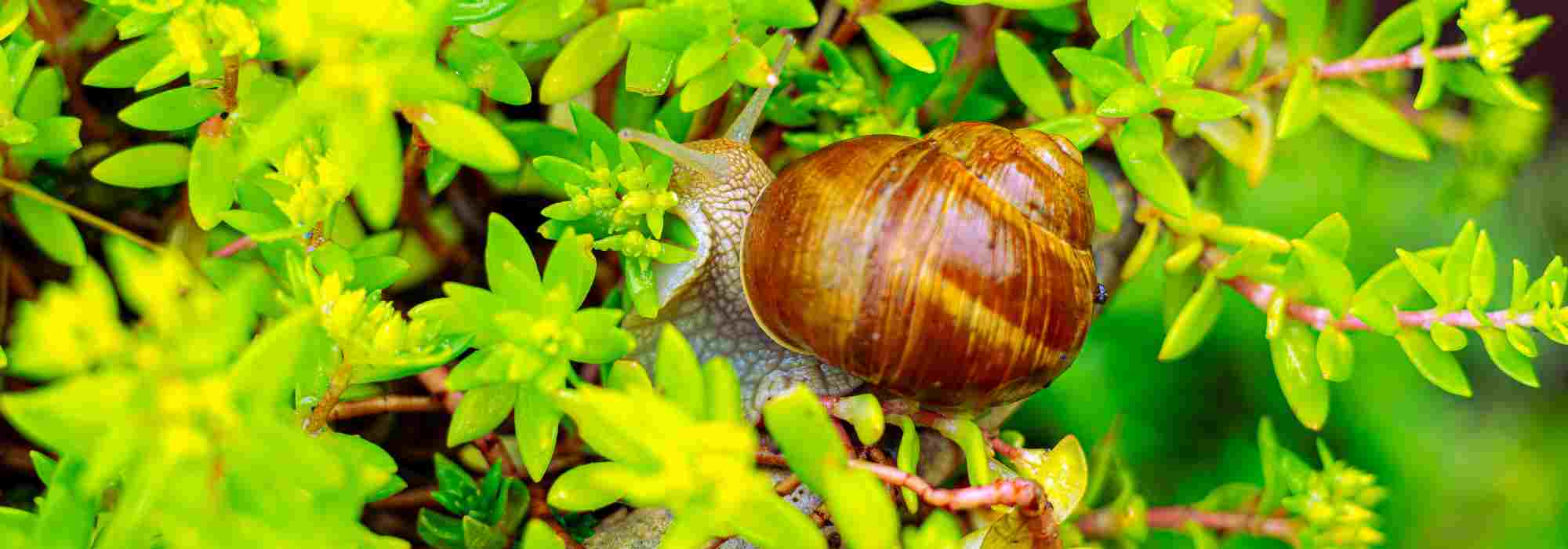 Diseases and parasitic organisms of Sedum