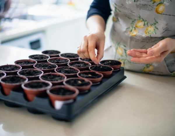 How to do your vegetable sowing indoors?