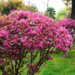 Loropetalum pruning: essential steps for a beautiful flowering