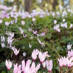 Early-flowering perennials: a quick way to emerge from winter!