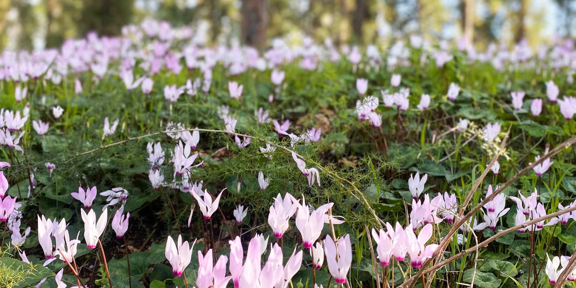 Early-flowering perennials: a quick way to emerge from winter!