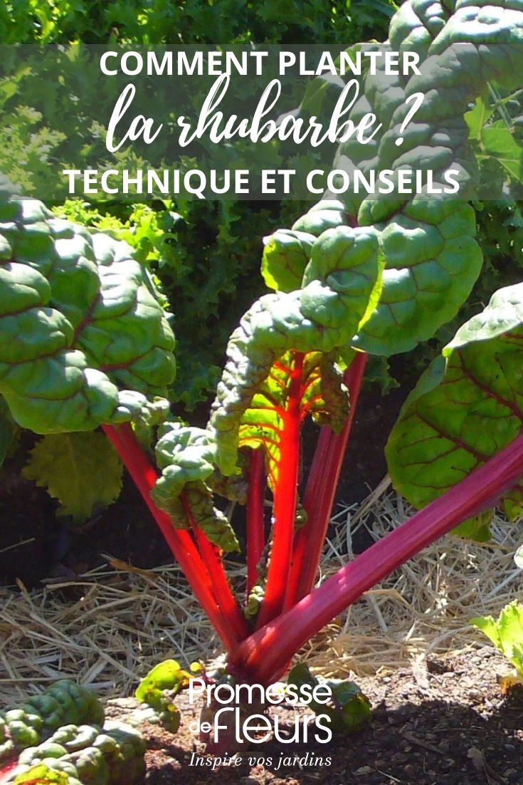 How to plant rhubarb?