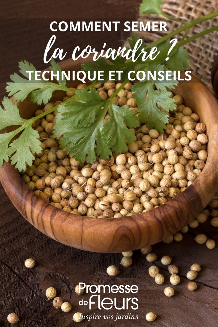 coriander