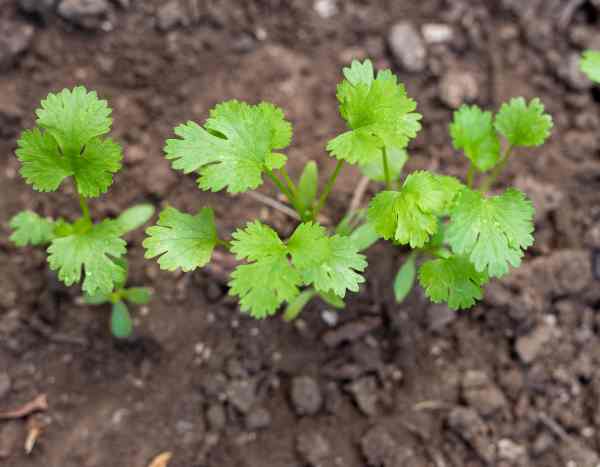 How to sow coriander?