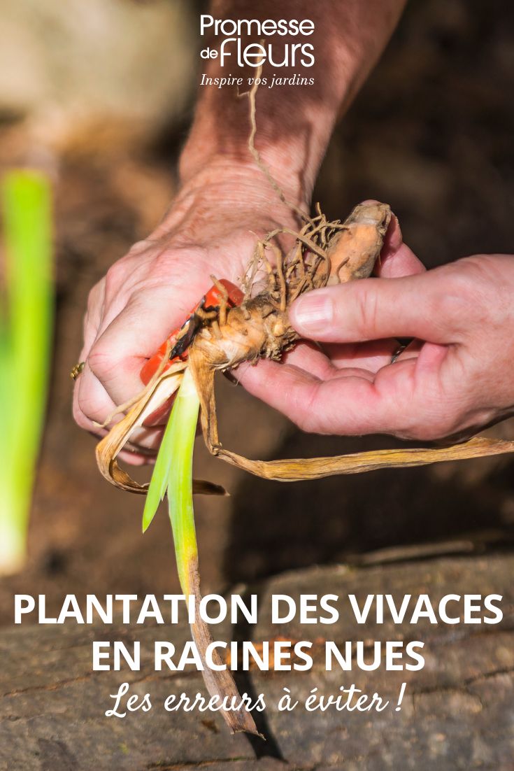 Preparation of perennial roots