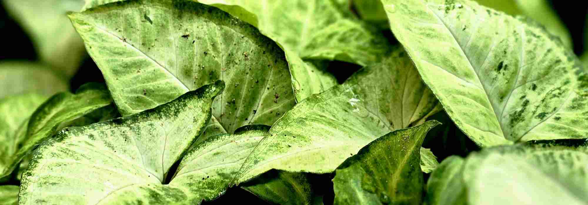 Diseases and parasitic organisms of Syngonium