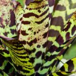 Vriesea: care through the seasons