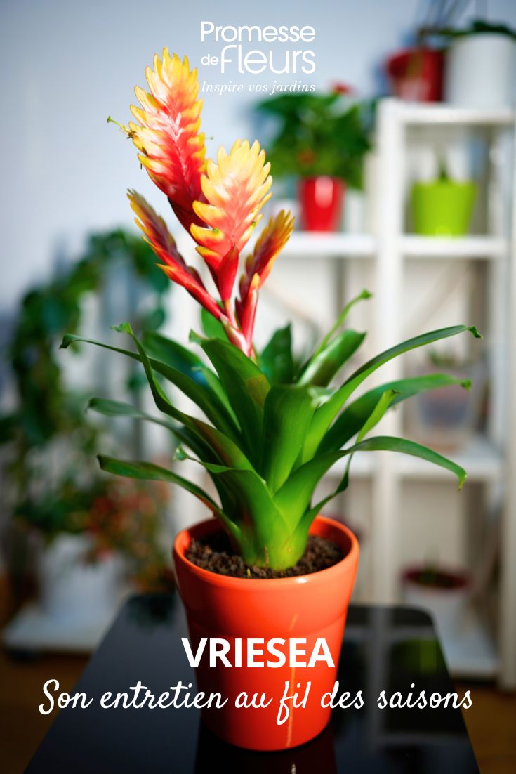 Vriesea care