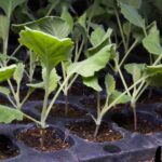 How to sow kale?