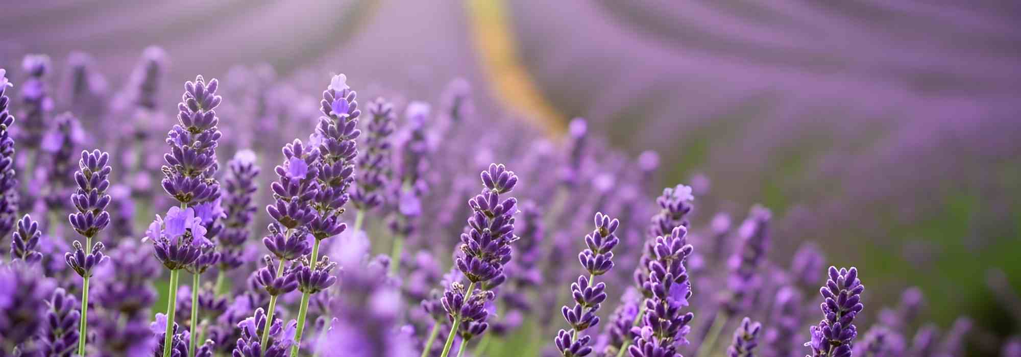 Lavender and health: to grow it and enjoy its benefits