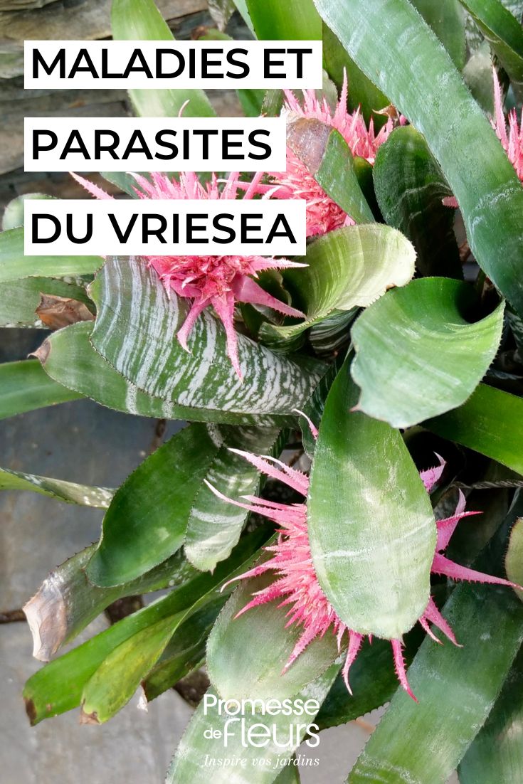Caring for Vriesea