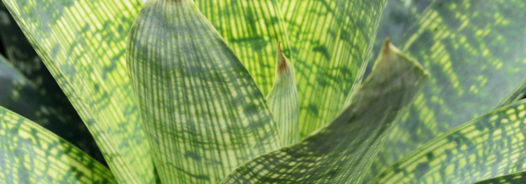 Vriesea Diseases and Parasitic Pests