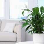Spathiphyllum: care throughout the seasons