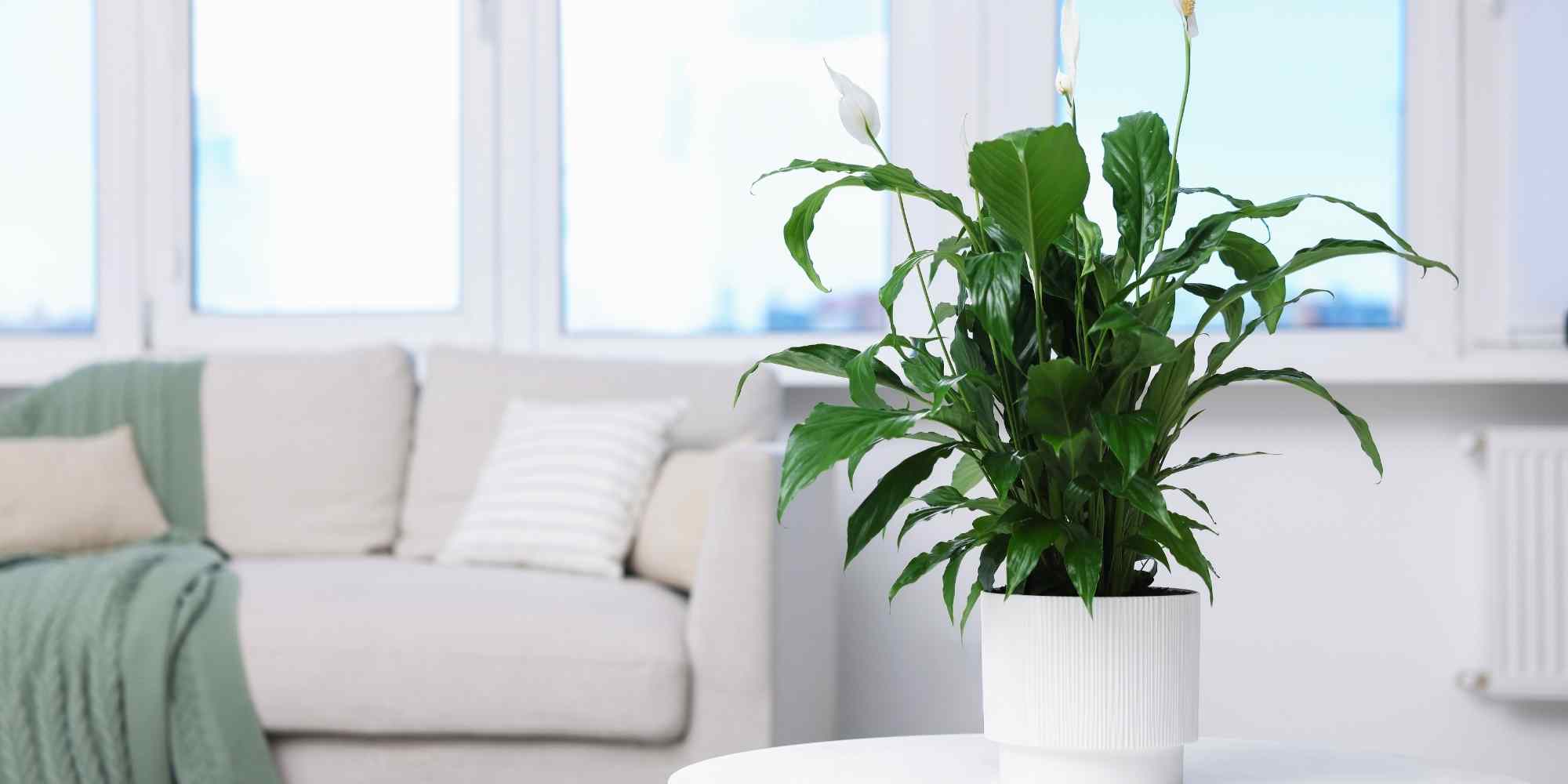 Spathiphyllum: care throughout the seasons