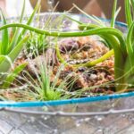 Tillandsia: how to care for it through the seasons?