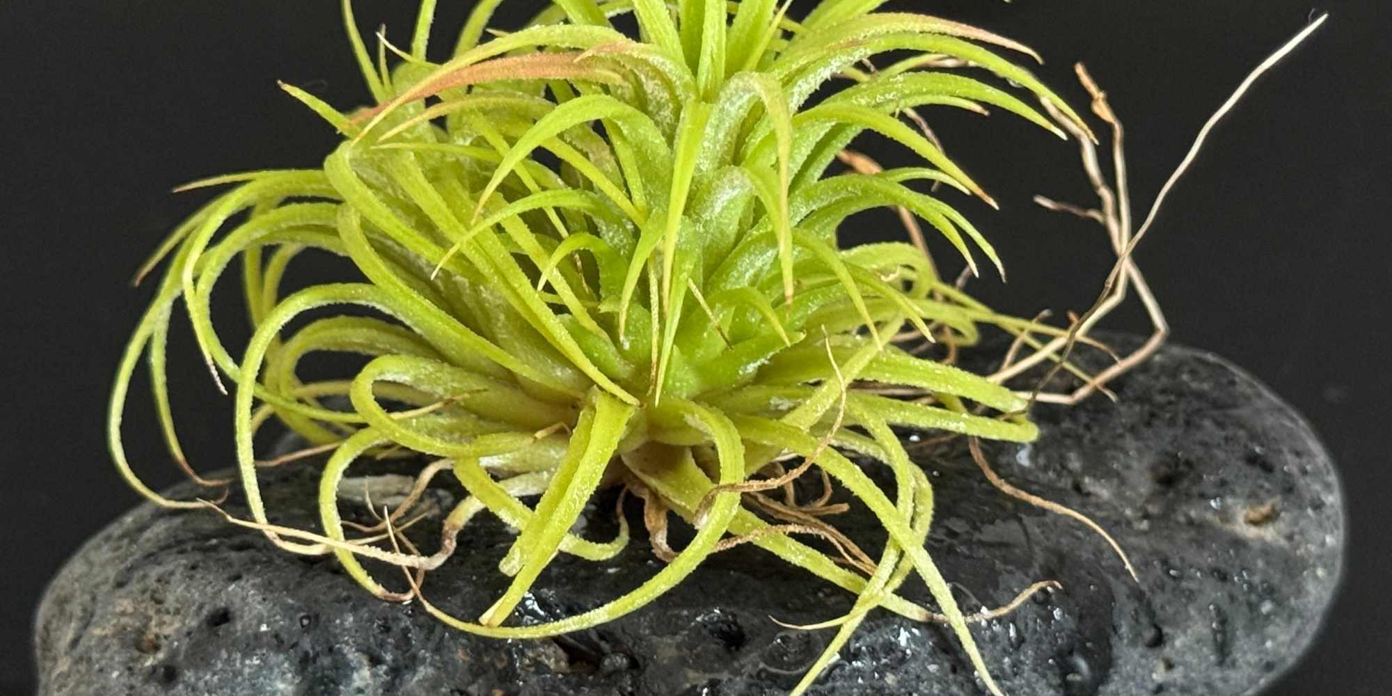 Tillandsia: common diseases and parasitic pests