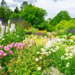Bare-root perennials planting: mistakes to avoid!