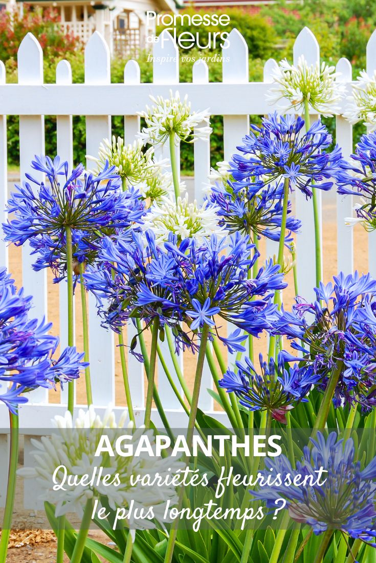agapanthus flowers