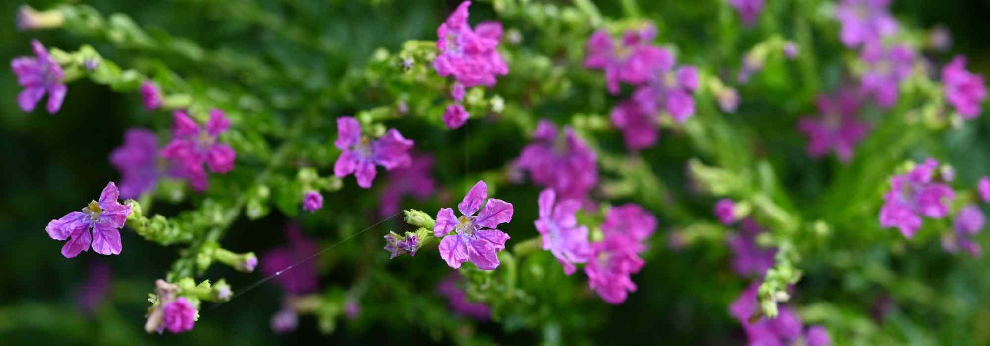 Cuphea: planting, care and cultivation in pots or garden