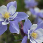 How to divide columbines?