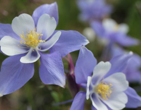 How to divide columbines?