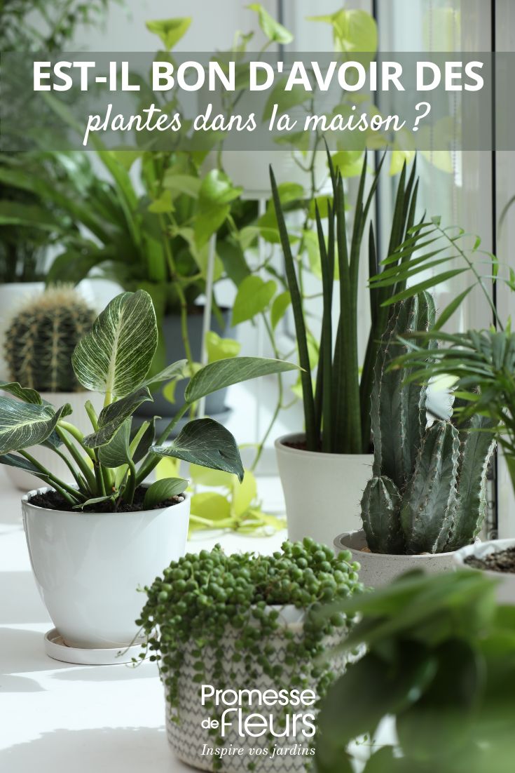 INDOOR PLANTS