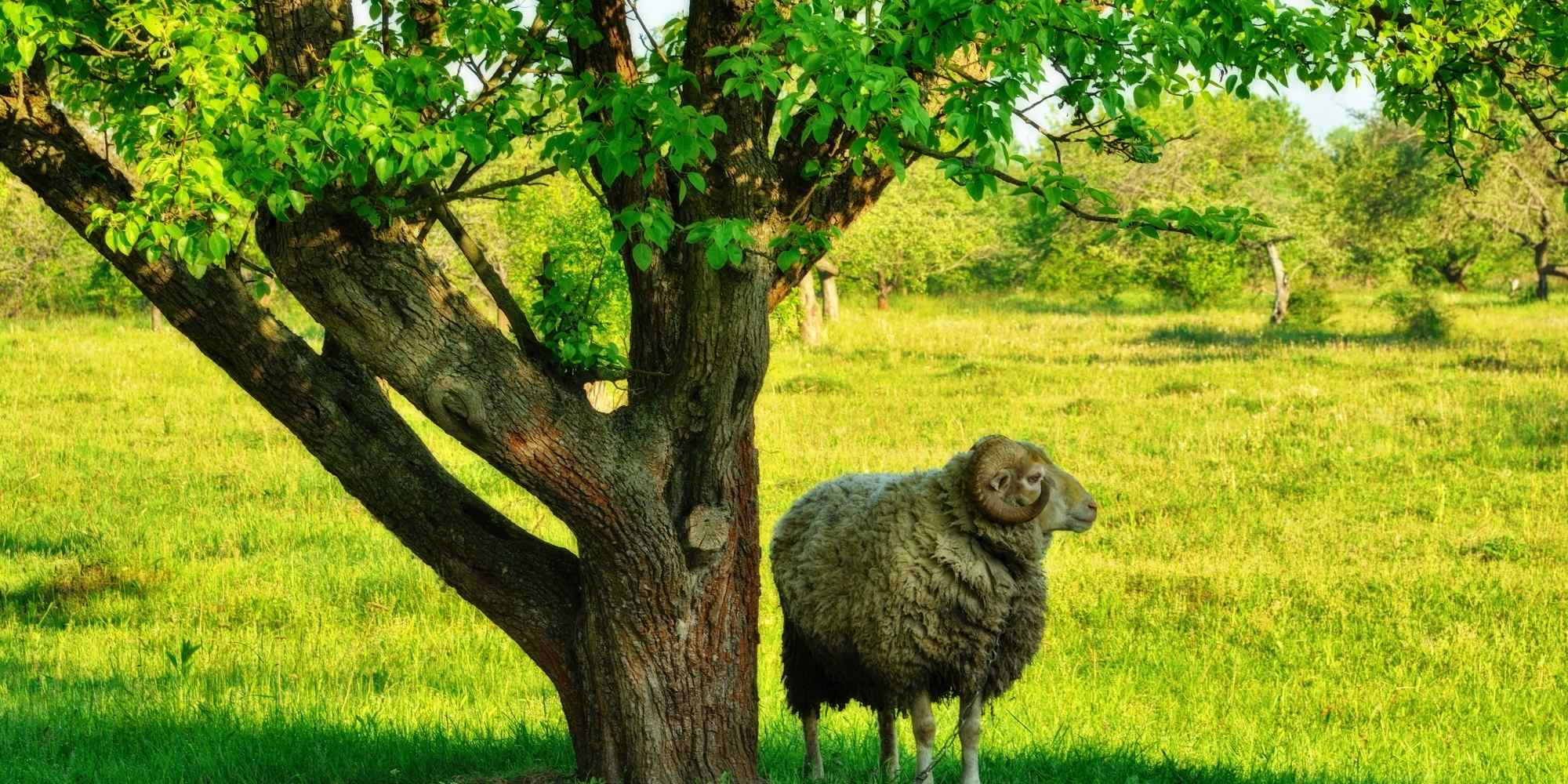 Keeping a sheep in your garden: what does the law say?