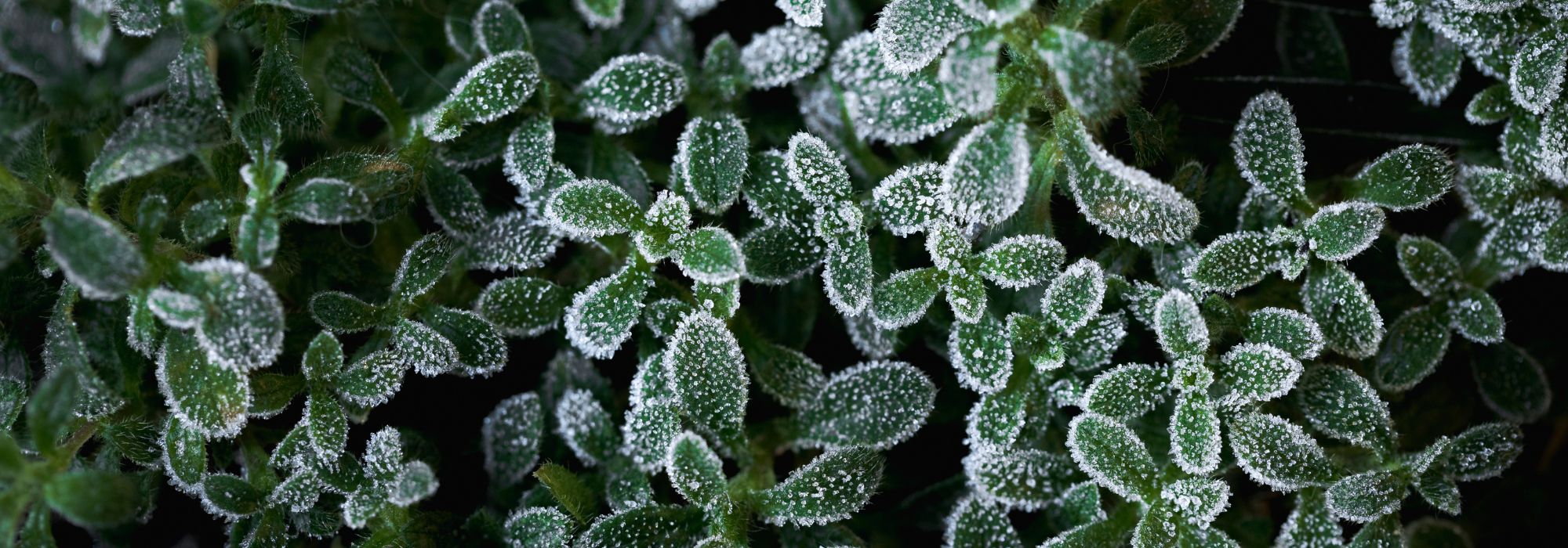 Late spring frosts: guide to frost-resistant plants