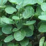 Polyscias: how to grow it successfully indoors?