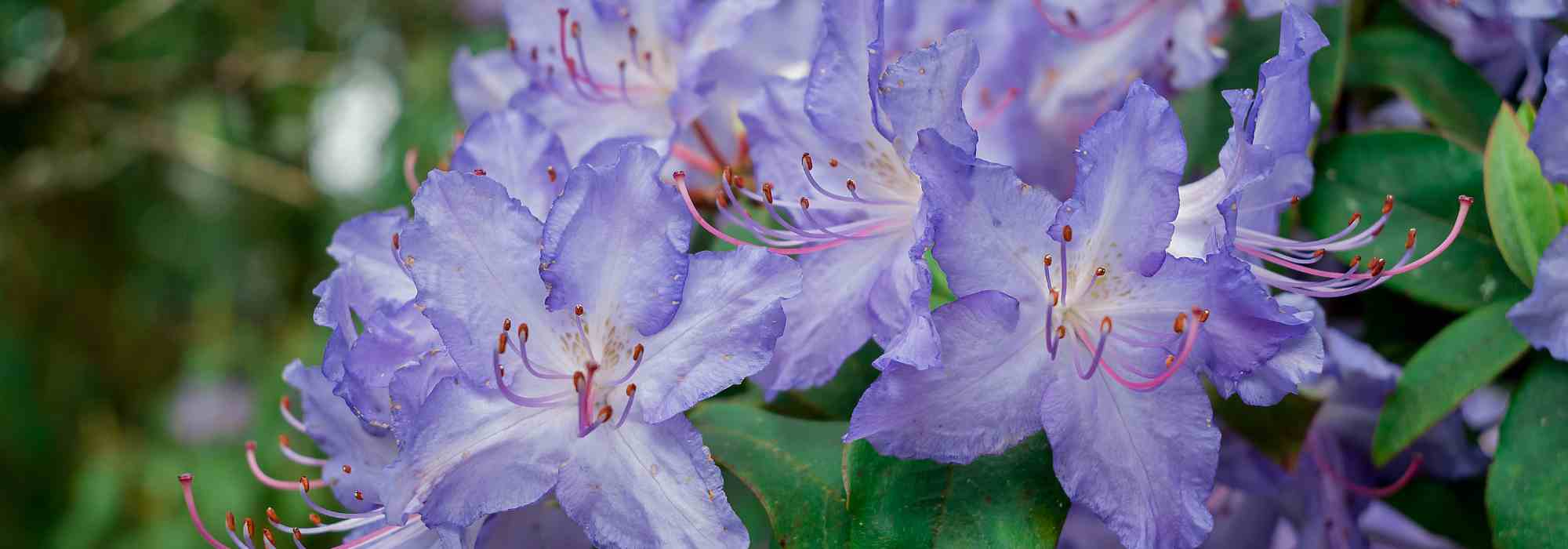 Discover rare and little-known rhododendrons!