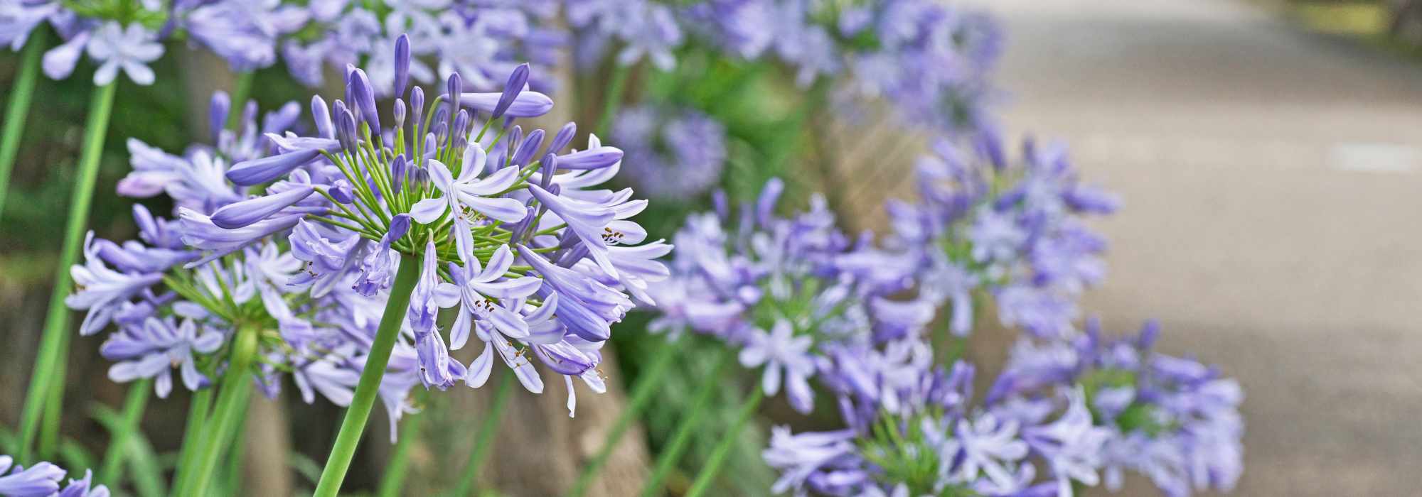 Which agapanthus varieties flower for the longest time?