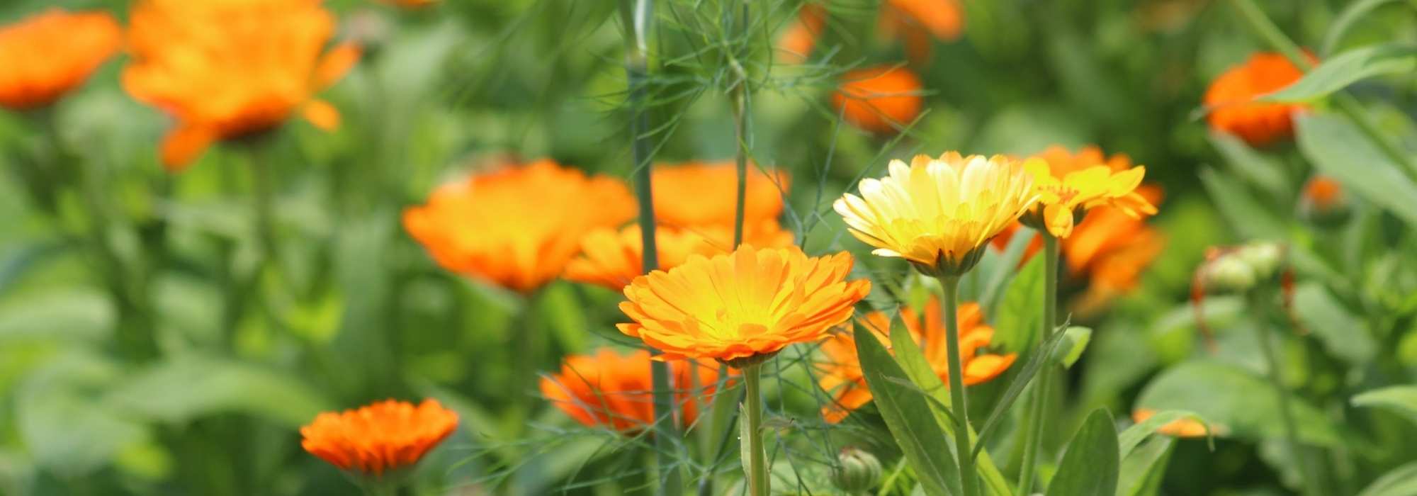 Calendula: a plant to grow for its medicinal properties
